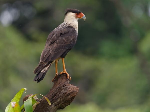 <h3><a href="/trips/costa-rica/biota/animalia/chordata/aves/018 falconiformes/001 falconidae/caracara plancus/caracara plancus-nl.html">Caracara&nbsp;plancus</a> / Southern&nbsp;crested&nbsp;caracara / Zuidelijke&nbsp;kuifcaracara</h3>OM-1 Mark II met OLYMPUS M.150-400mm F4.5, 1/2000 sec  bij F4.5, ISO 2000, afstand 19.6&nbsp;m